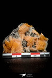 21682 - Top Beautiful Orange Barite and Cerussite over Galena Mibladen Morocco