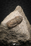 07708 - Beautiful 0.59 Inch Cyclopyge sibilla Upper Ordovician Trilobite
