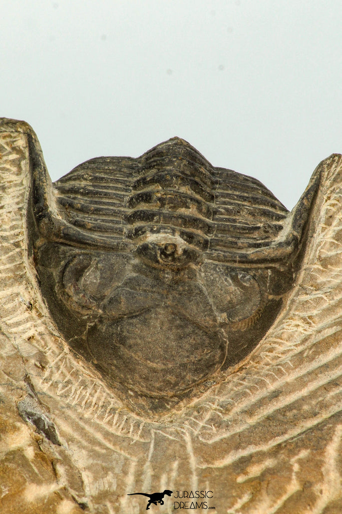 30677 - Top Beautiful 1.28 Inch Metacanthina issoumourensis Lower Devonian