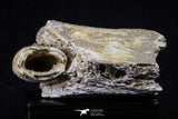 20491 - Top Rare 2.43 Inch Maroccosuchus zennaroi Left Maxillary Fragment