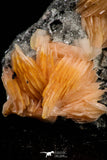 21682 - Top Beautiful Orange Barite and Cerussite over Galena Mibladen Morocco