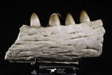 20492 - Top Rare 4.20 Inch Maroccosuchus zennaroi Left Mandibular Fragment