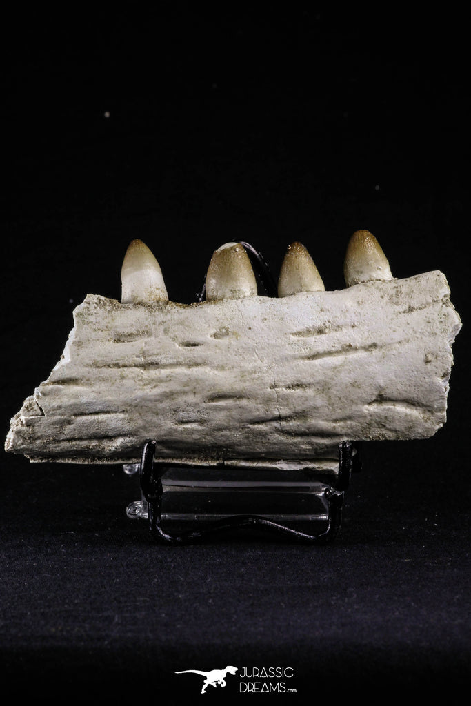 20492 - Top Rare 4.20 Inch Maroccosuchus zennaroi Left Mandibular Fragment