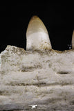 20492 - Top Rare 4.20 Inch Maroccosuchus zennaroi Left Mandibular Fragment