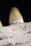 20492 - Top Rare 4.20 Inch Maroccosuchus zennaroi Left Mandibular Fragment