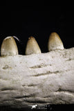 20492 - Top Rare 4.20 Inch Maroccosuchus zennaroi Left Mandibular Fragment