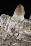 20492 - Top Rare 4.20 Inch Maroccosuchus zennaroi Left Mandibular Fragment