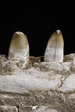 20492 - Top Rare 4.20 Inch Maroccosuchus zennaroi Left Mandibular Fragment