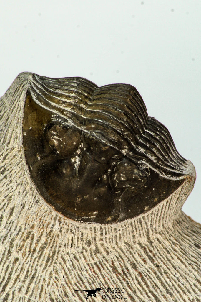 30679 - Well Preserved 1.14 Inch Scabriscutellum sp Middle Devonian Trilobite