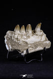 20492 - Top Rare 4.20 Inch Maroccosuchus zennaroi Left Mandibular Fragment