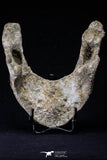 20493 - Museum Grade 4.65 Inch Complete Unidentified Cretaceous Chelonioid Sea Turtle Jaw