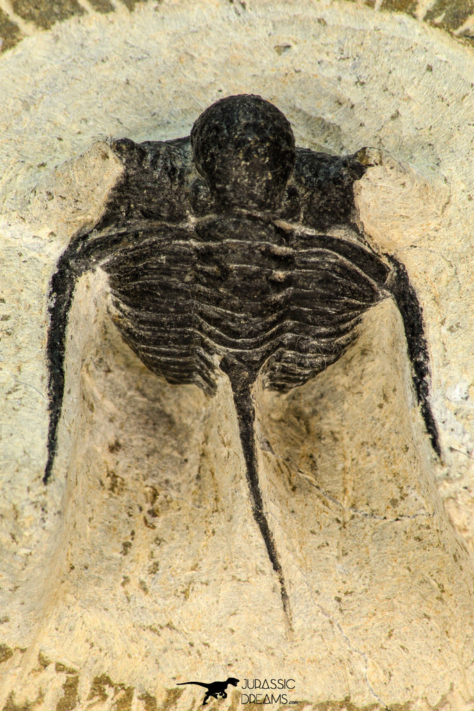 30680 - Well Prepared 1.62 Inch Cyphaspis (Otarion) cf. boutscharafinense Devonian Trilobite