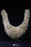 20493 - Museum Grade 4.65 Inch Complete Unidentified Cretaceous Chelonioid Sea Turtle Jaw