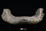 20493 - Museum Grade 4.65 Inch Complete Unidentified Cretaceous Chelonioid Sea Turtle Jaw