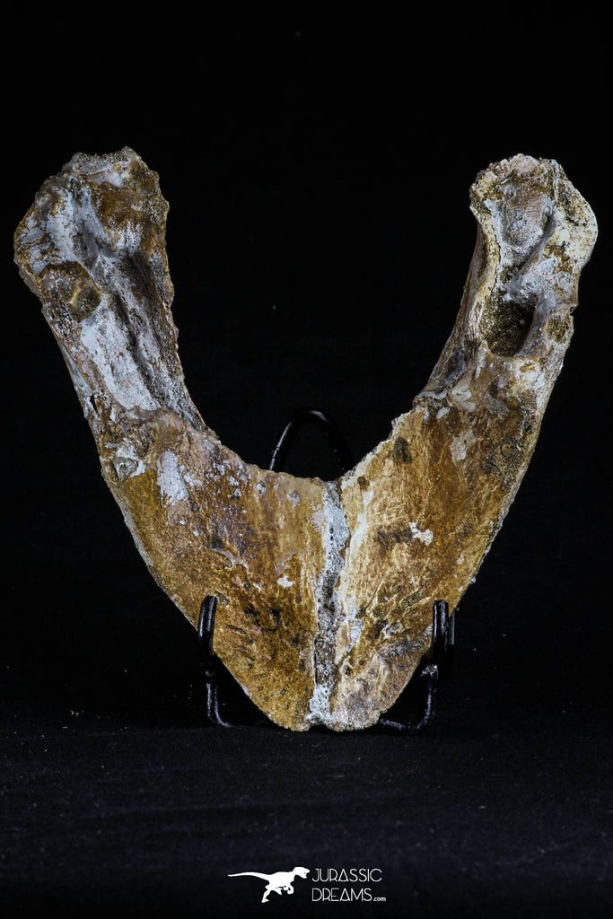 20494 - Top Rare 4.82 Inch Complete Euclastes sp Paleocene Sea Turtle Lower Jaw