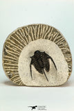 30681 - Well Preserved 1.45 Inch Cyphaspis (Otarion) cf. boutscharafinense Devonian Trilobite