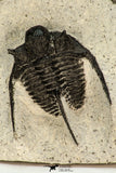 30681 - Well Preserved 1.45 Inch Cyphaspis (Otarion) cf. boutscharafinense Devonian Trilobite