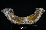 20494 - Top Rare 4.82 Inch Complete Euclastes sp Paleocene Sea Turtle Lower Jaw
