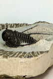 30681 - Well Preserved 1.45 Inch Cyphaspis (Otarion) cf. boutscharafinense Devonian Trilobite