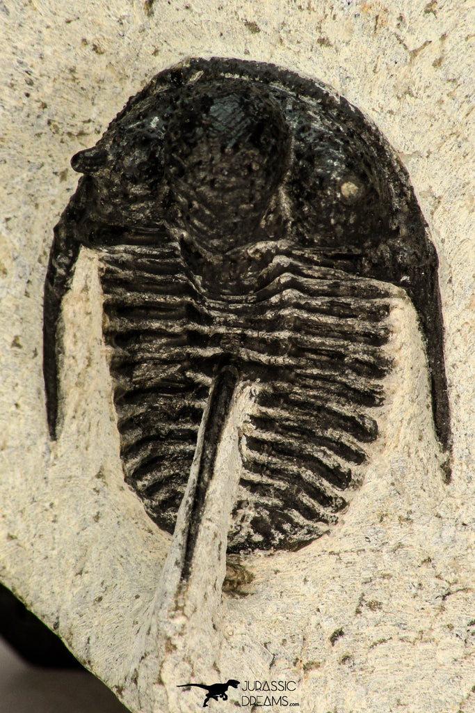 30682 - Beautiful 1.20 Inch Cyphaspis (Otarion) cf. boutscharafinense Devonian Trilobite