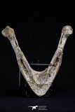 20495 - Top Rare 5.14 Inch Complete Bothremydidae Eocene Sea Turtle Lower Jaw