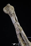 20495 - Top Rare 5.14 Inch Complete Bothremydidae Eocene Sea Turtle Lower Jaw
