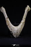 20495 - Top Rare 5.14 Inch Complete Bothremydidae Eocene Sea Turtle Lower Jaw