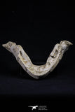 20495 - Top Rare 5.14 Inch Complete Bothremydidae Eocene Sea Turtle Lower Jaw