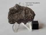 "NWA 13102" - Mesosiderite 13.34g Endcut