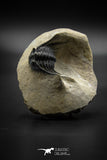 030003 - Well Prepared 1.44'' Leonaspis Devonian Trilobite