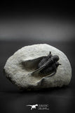 030002 - Well Prepared 1.30'' Cyphaspis Devonian Trilobite