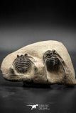 030005 - Superb Natural Association 2 Leonaspis Devonian Trilobites