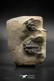 030005 - Superb Natural Association 2 Leonaspis Devonian Trilobites