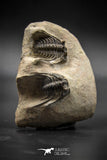 030005 - Superb Natural Association 2 Leonaspis Devonian Trilobites