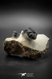 030008 - Superb Natural Association Acanthopyge (Lobopyge) bassei + Phacops sp Devonian Trilobites