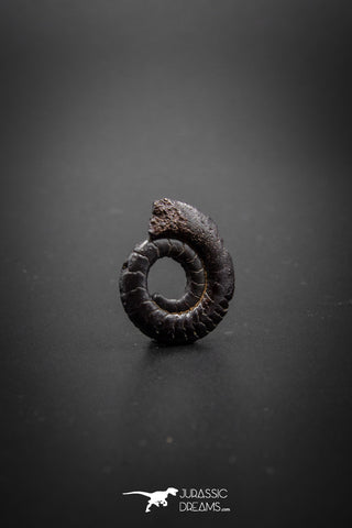 03044 - Superb Pyritized 0.70'' Mimagoniatites Devonian Cephalopod