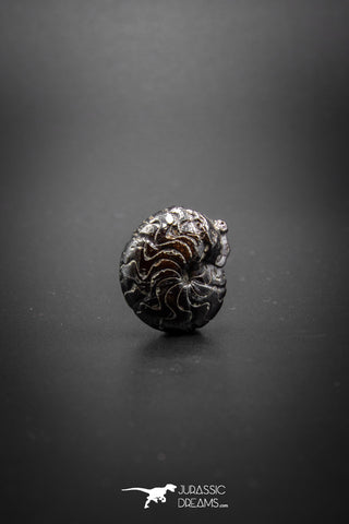 03046 - Superb Pyritized 0.78'' Goniatites Devonian Cephalopod