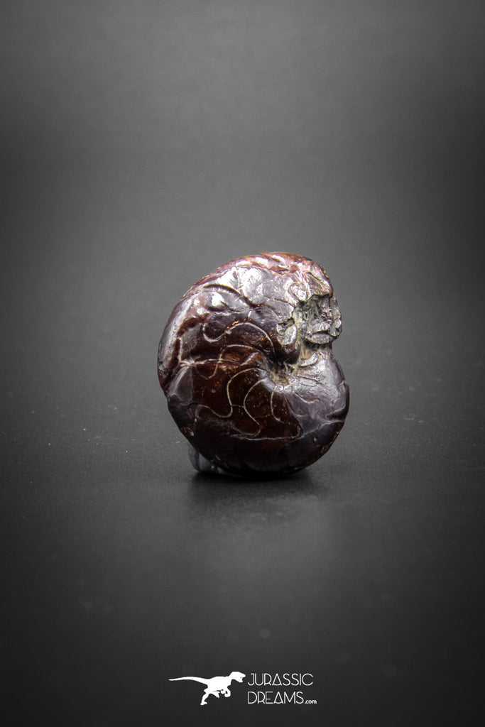 03047 - Superb Pyritized 1.06'' Goniatites Devonian Cephalopod