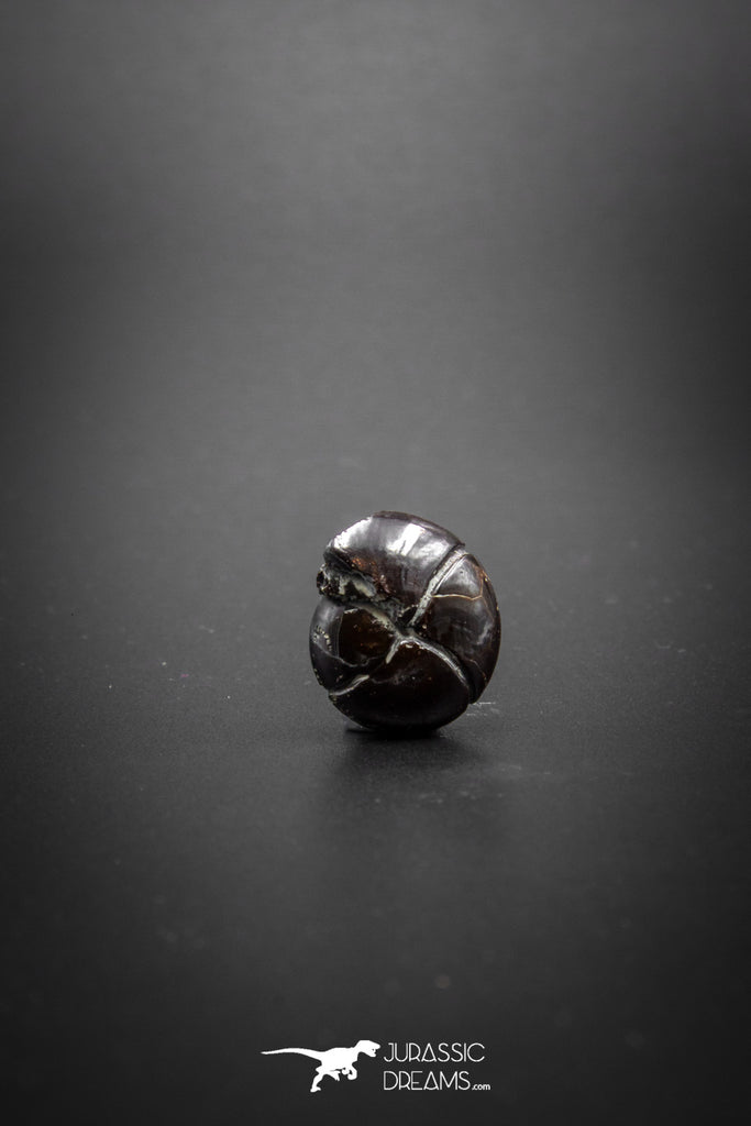 03048 - Superb Pyritized 0.59'' Goniatites Devonian Cephalopod