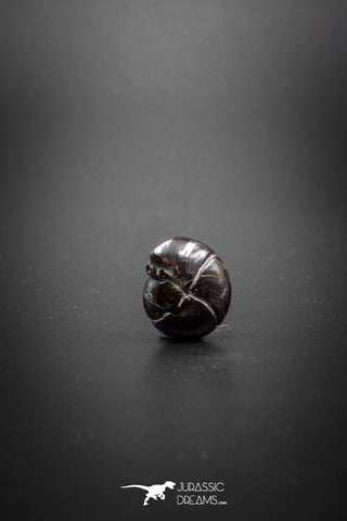 03048 - Superb Pyritized 0.59'' Goniatites Devonian Cephalopod