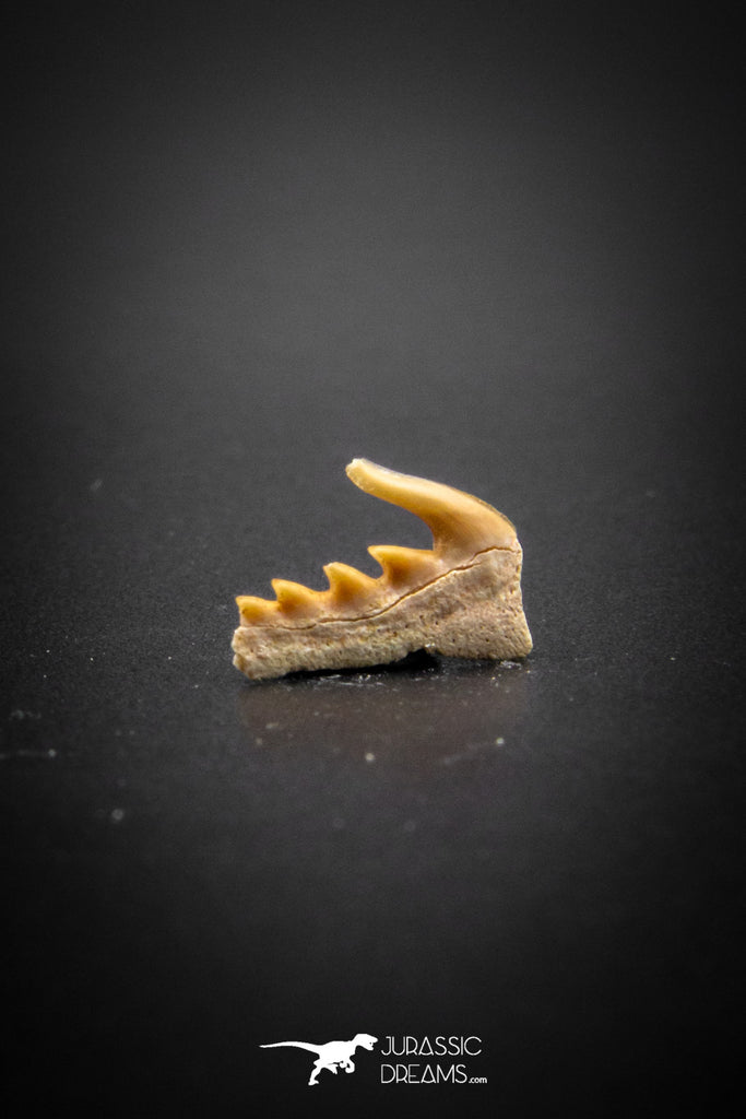 03133 - Beautiful Well Preserved 0.51 Inch Weltonia ancistrodon Shark Tooth