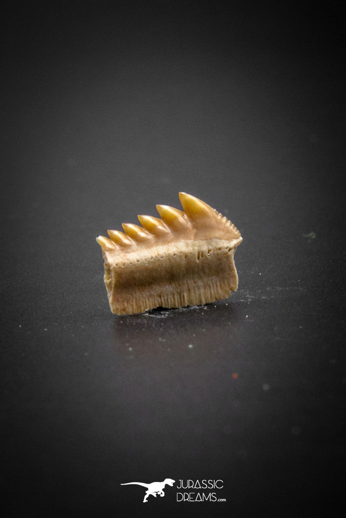 03147 - Beautiful Well Preserved 0.44 Inch Hexanchus microdon Shark Tooth