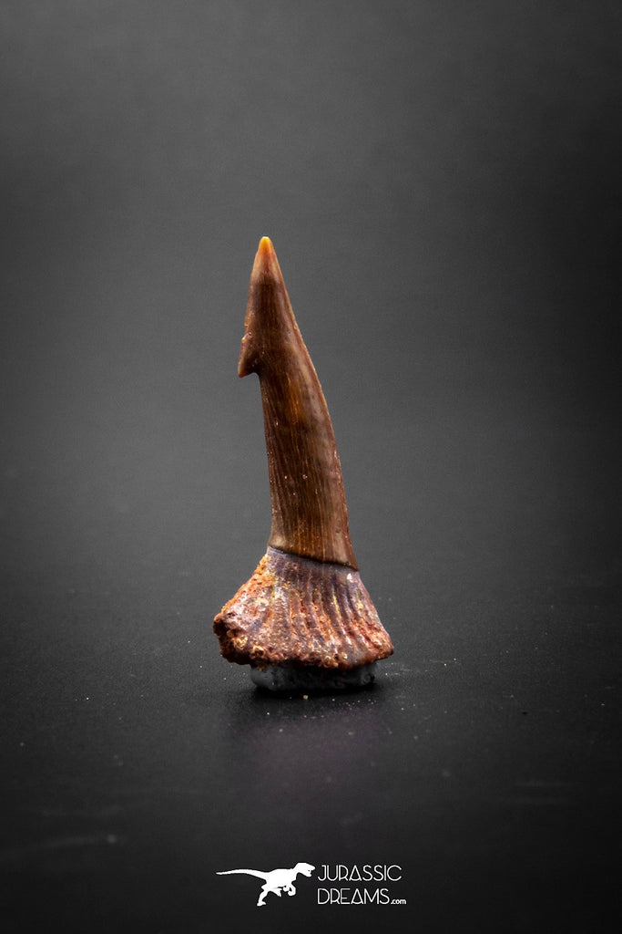 03151 - Top Quality 1.30 Inch Onchopristis Cretaceous Giant Sawfish Rostral Barb