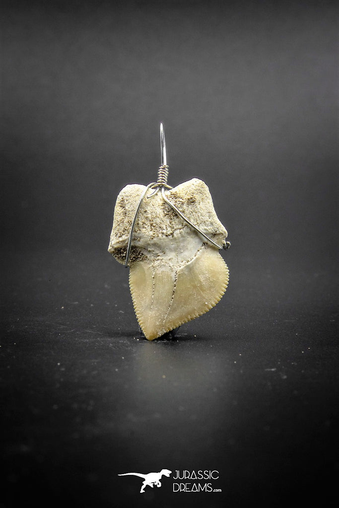 03202 - Premium Quality 1.06 Inch Squalicorax kaupi (Crow Shark) Tooth Necklace Pendant