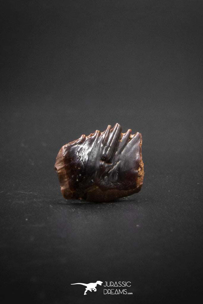 03221 - Beautiful Well Preserved Rare Gar Fish Scale (Obaichthys africanus) From Kem Kem Basin