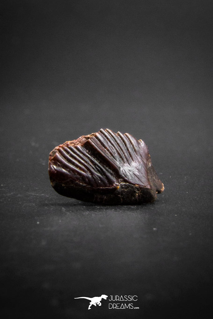 03223 - Beautiful Well Preserved Rare Gar Fish Scale (Obaichthys africanus) From Kem Kem Basin