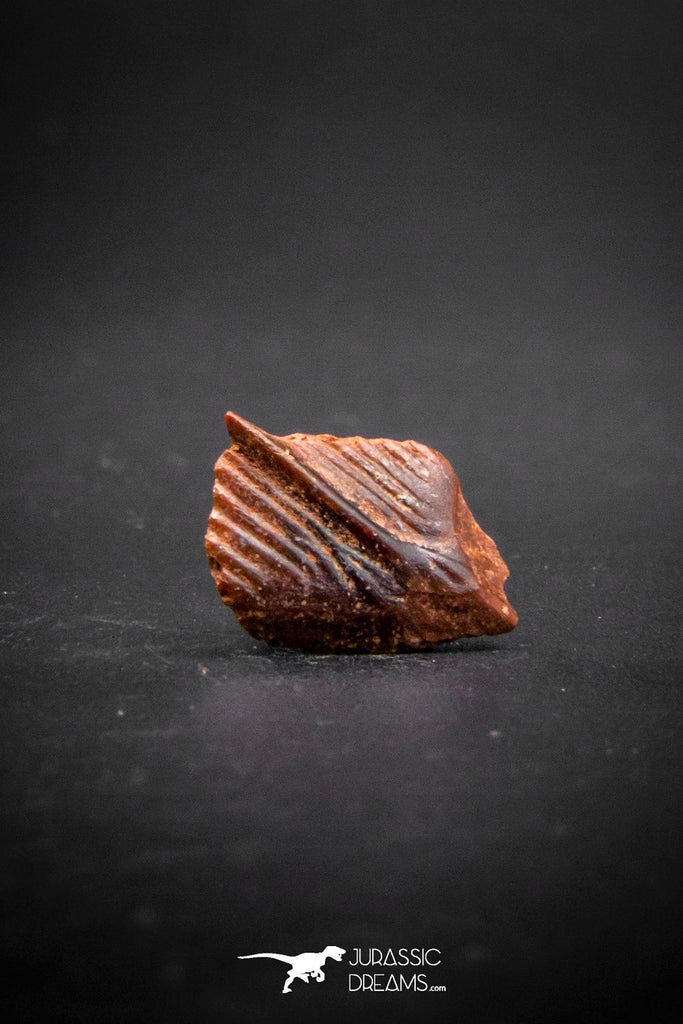 03224 - Beautiful Well Preserved Rare Gar Fish Scale (Obaichthys africanus) From Kem Kem Basin