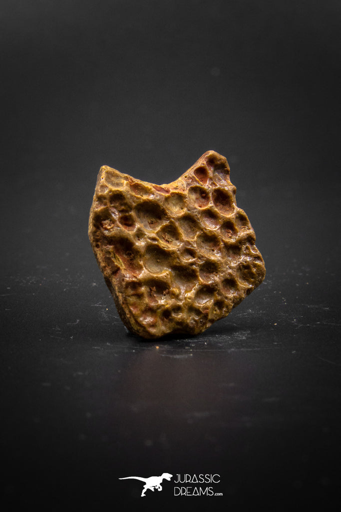 03277 - Superb Well Preserved 0.90 Inch Cretaceous Crocodile Dermal Scute Plate From Kem Kem