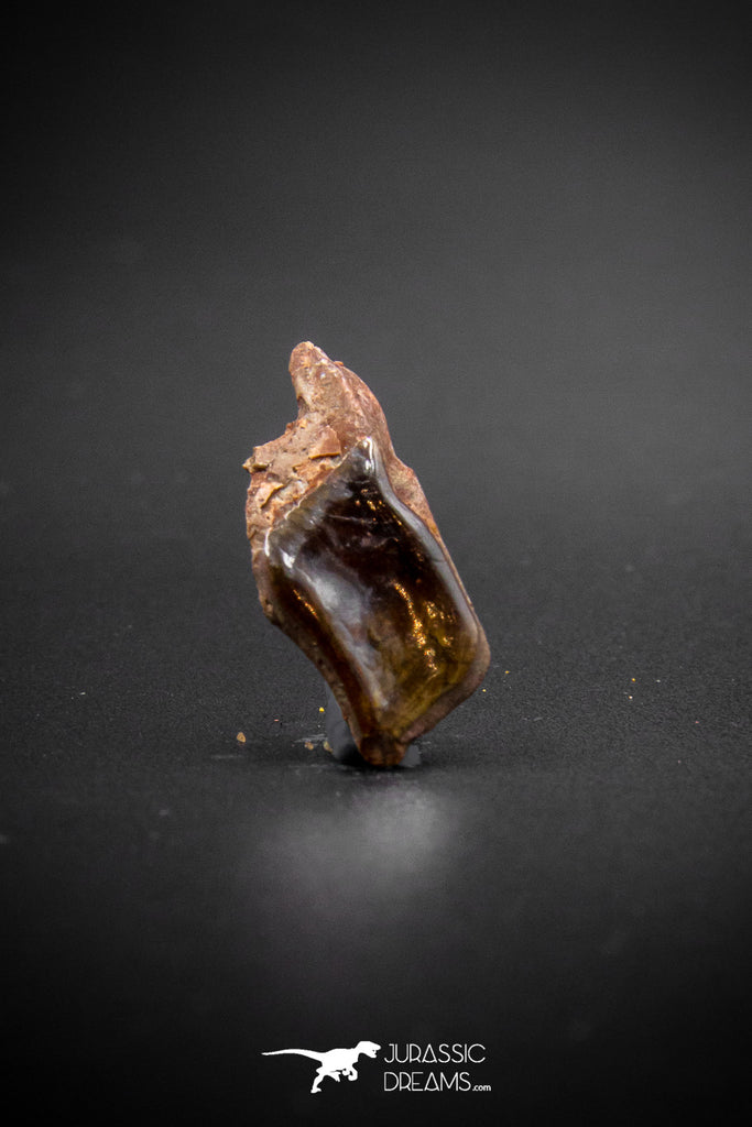 03298 - Collector Grade 0.92 Inch Lepidotes pankowskii Ganoid Scale From Kem Kem Basin