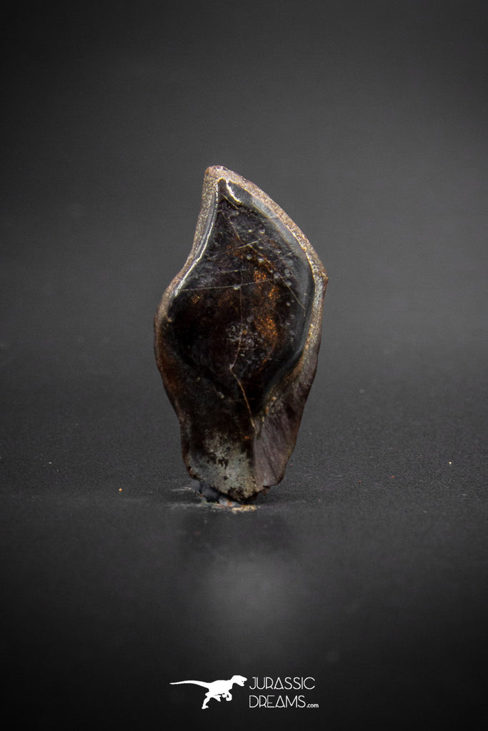 03301 - Collector Grade 1.14 Inch Lepidotes pankowskii Ganoid Scale From Kem Kem Basin